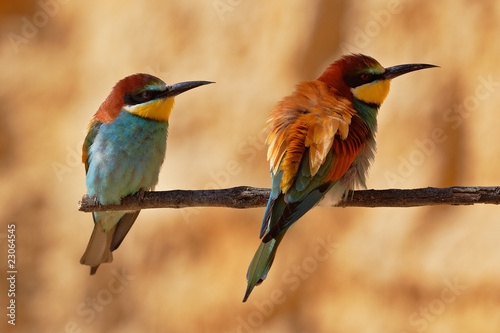 European bee-eater couple on a branch.