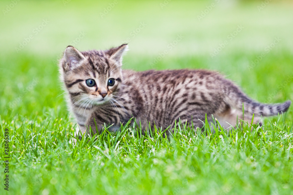 little kitten playing on the grass little kitten playing on the grass