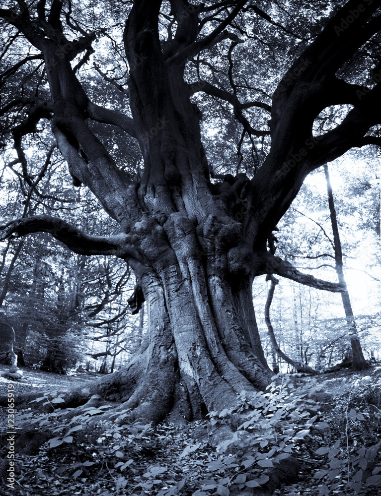 Frithsden Beeches Ashridge Hertfordshire Frithsden Beeches Ashridge Hertfordshire