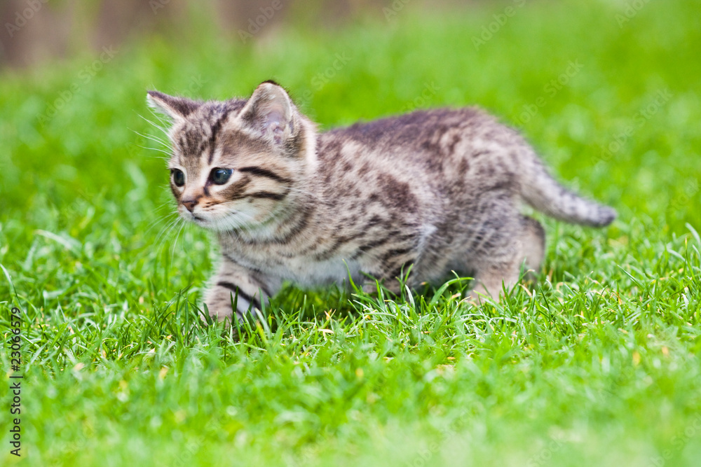 little kitten playing on the grass little kitten playing on the grass