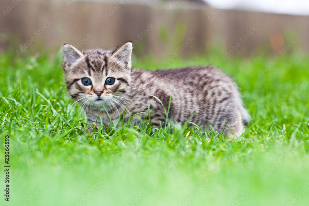 little kitten playing on the grass