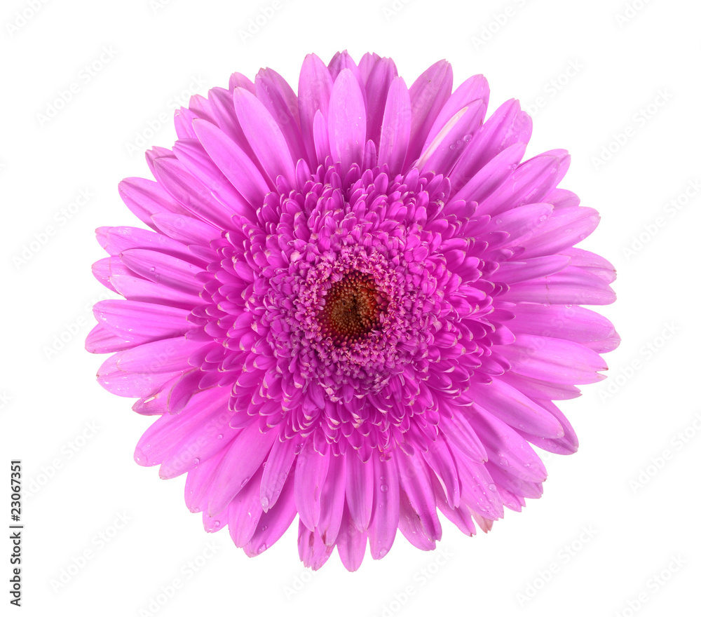 One purple flower with dew