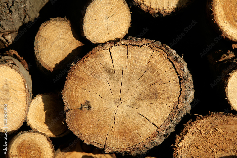 Naklejka premium lots of Cut trunks stacked in industrial yard