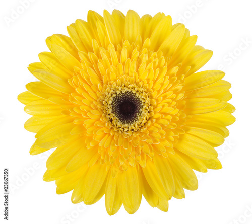 One yellow flower