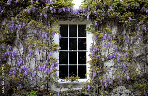 Wisteria photo