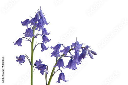 Bluebells