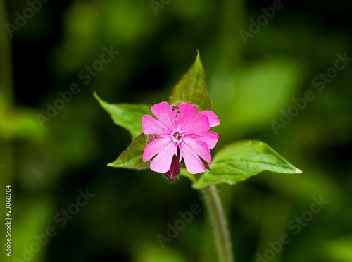 Red Campion 2 photo