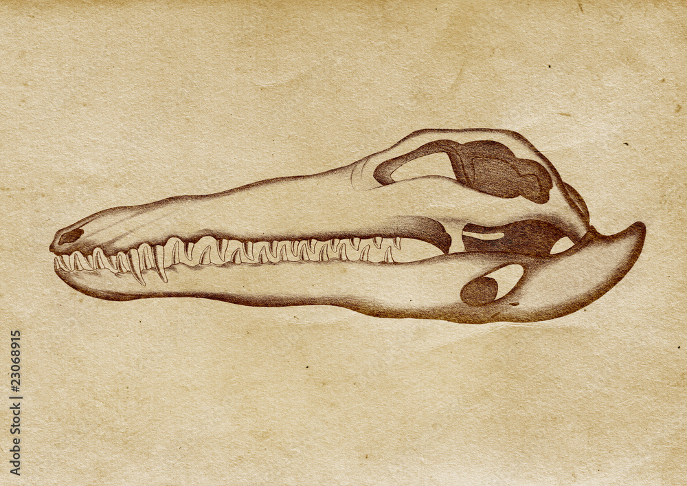 Obraz premium Crocodile's Skull Illustration (from late 1800)