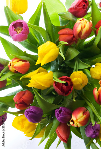 Looking down on colorful tulips full frame