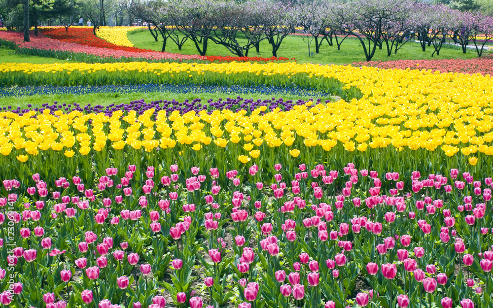 Obraz premium Bed of Multicolored tulips