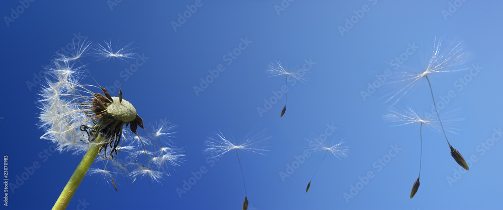 Obraz premium dandelion