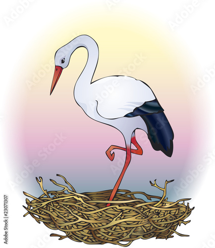Stork in the nest