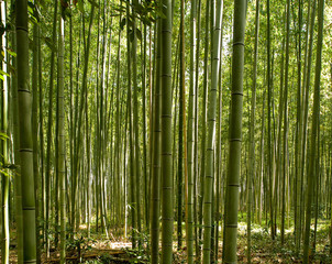 Keuken achterwand Bamboe Bamboebos van Kyoto Japan  © sfmthd