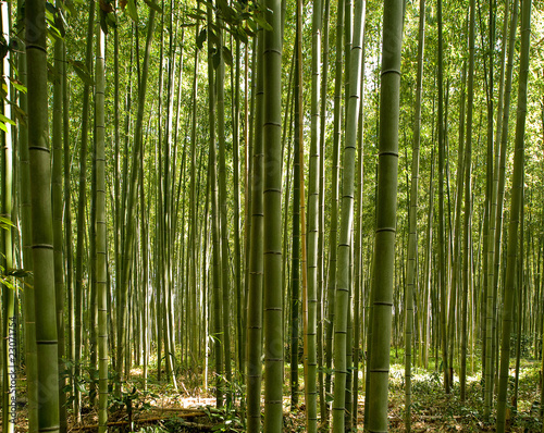 A beautiful bamboo grove in Kyoto  Japan