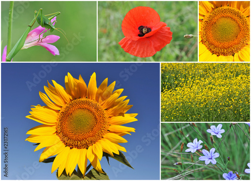 Fototapeta Naklejka Na Ścianę i Meble -  fleurs des champs