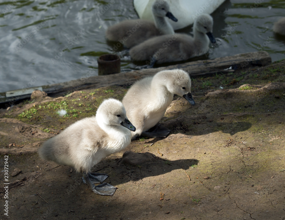 Obraz premium Cygnets