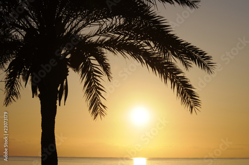 Palme bei Sonnenaufgang © Fotolyse