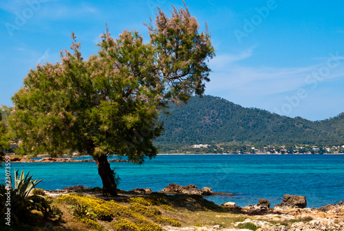 Conifer on the beach of the Mediterranean Sea, Majorca island, S