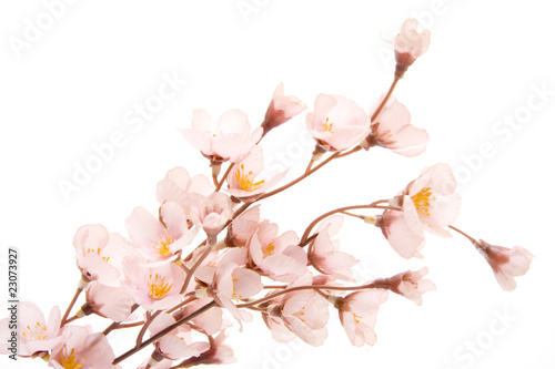 Blumenzweige