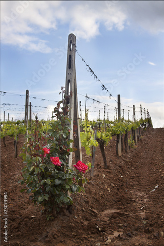 Vigna con rosa presso Montalcino