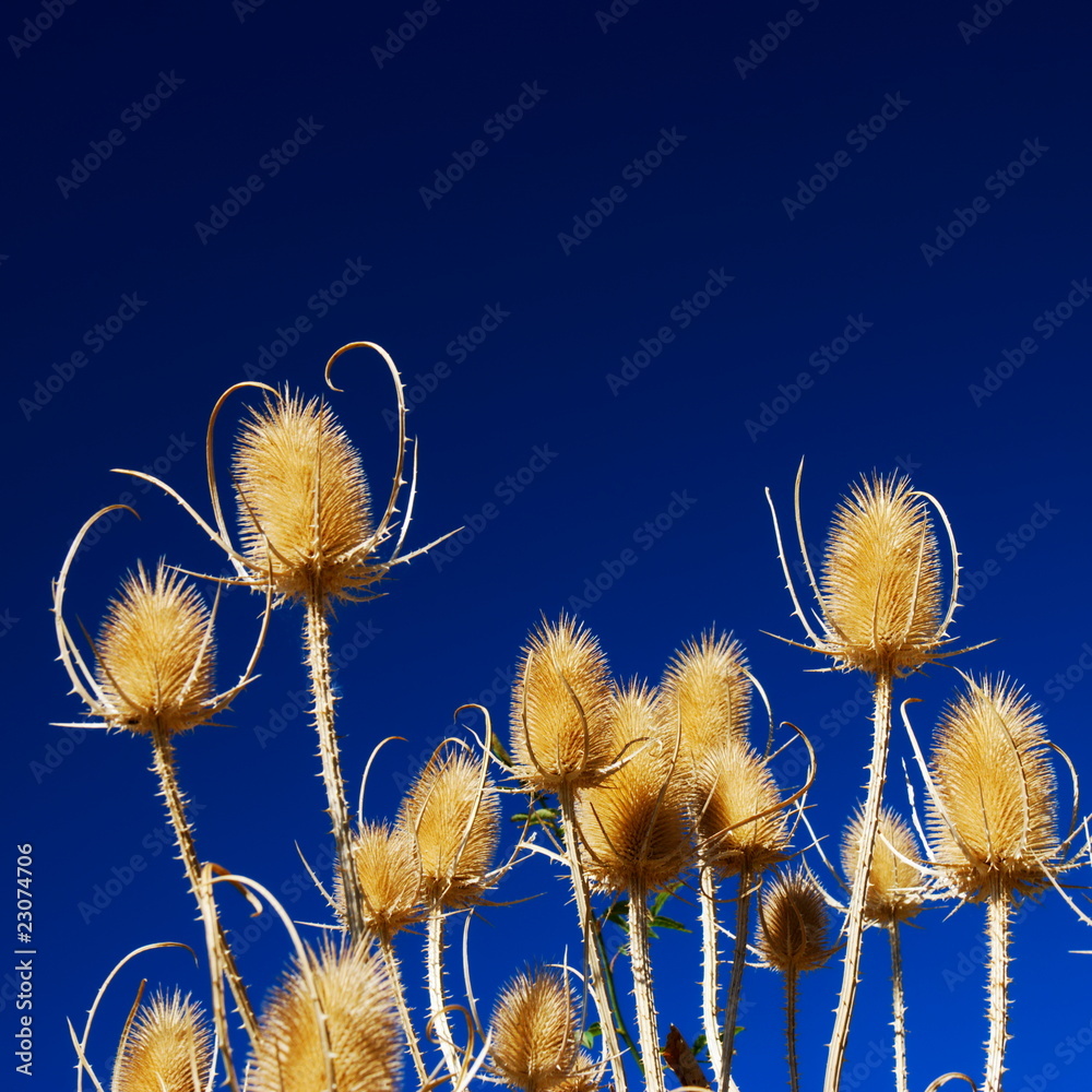 Obraz premium Golden thistles