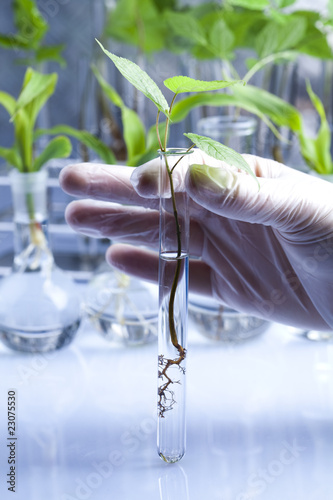 Scientist working in a laboratory and plants photo