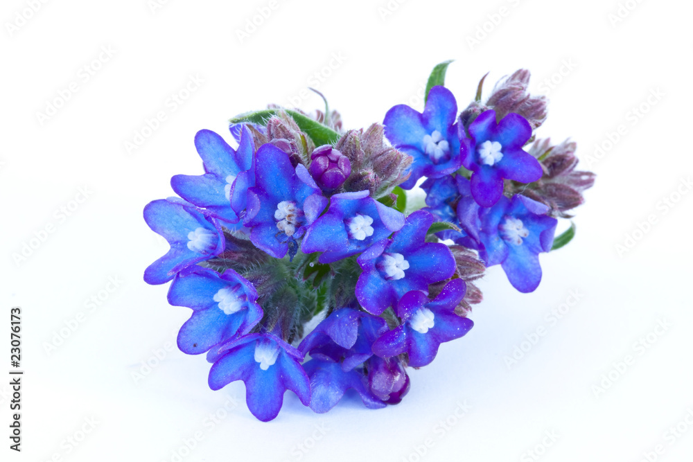 Obraz premium flowers