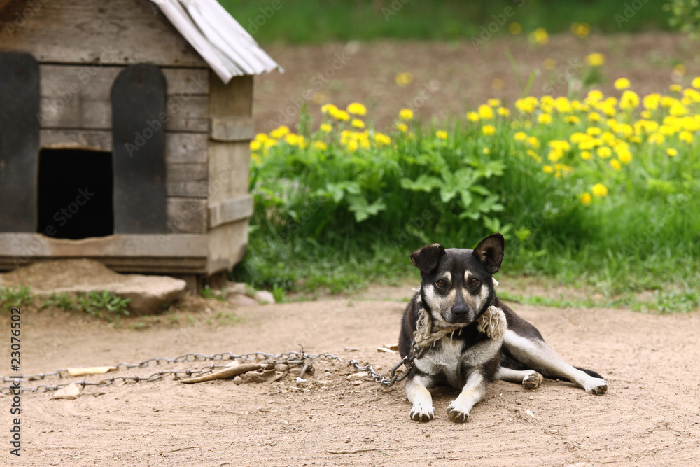 Dog Dog
