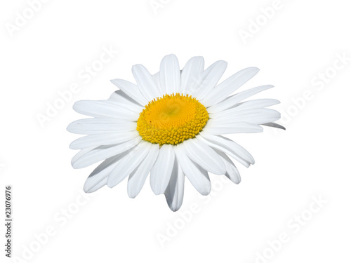 Flower  camomile