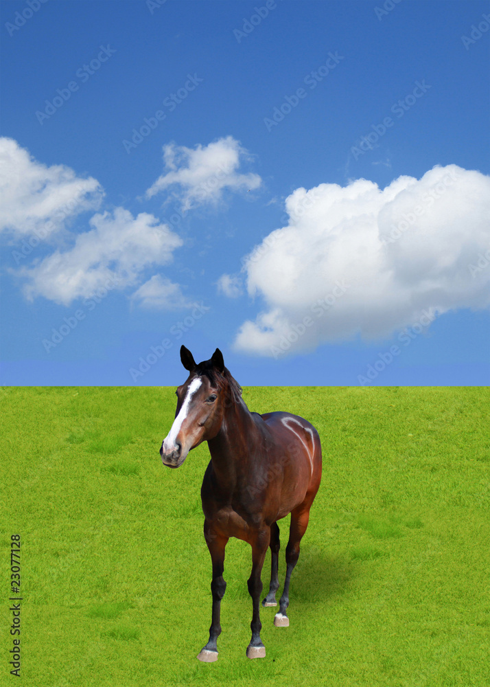 Horse Horse
