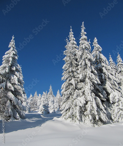 Winter Schnee Bäume