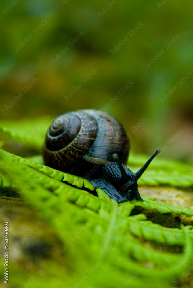 Schnecke Schnecke