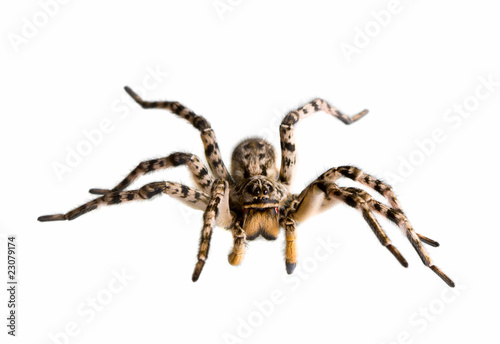 Defensive spider tarantula