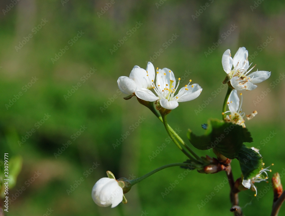 four cherry flowers four cherry flowers