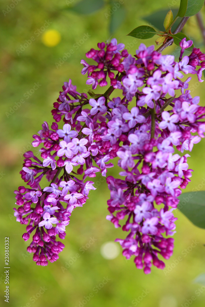flieder,gartenarbeit flieder,gartenarbeit