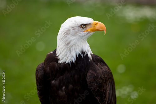 wei  kopfseeadler