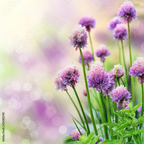 Chive flowers