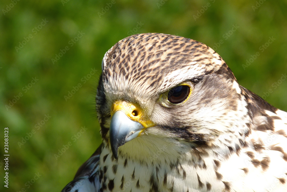 Haebicht - Bussard