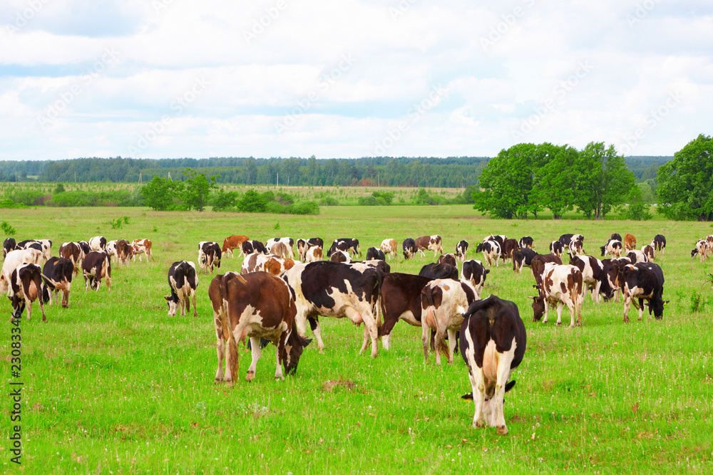 Cow herd