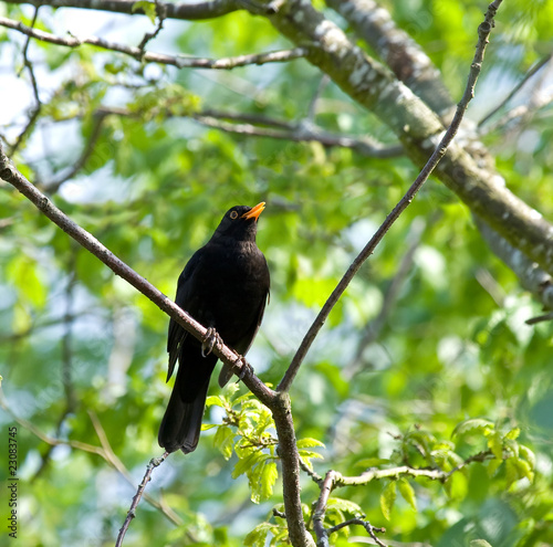 Common Blackbird singing
