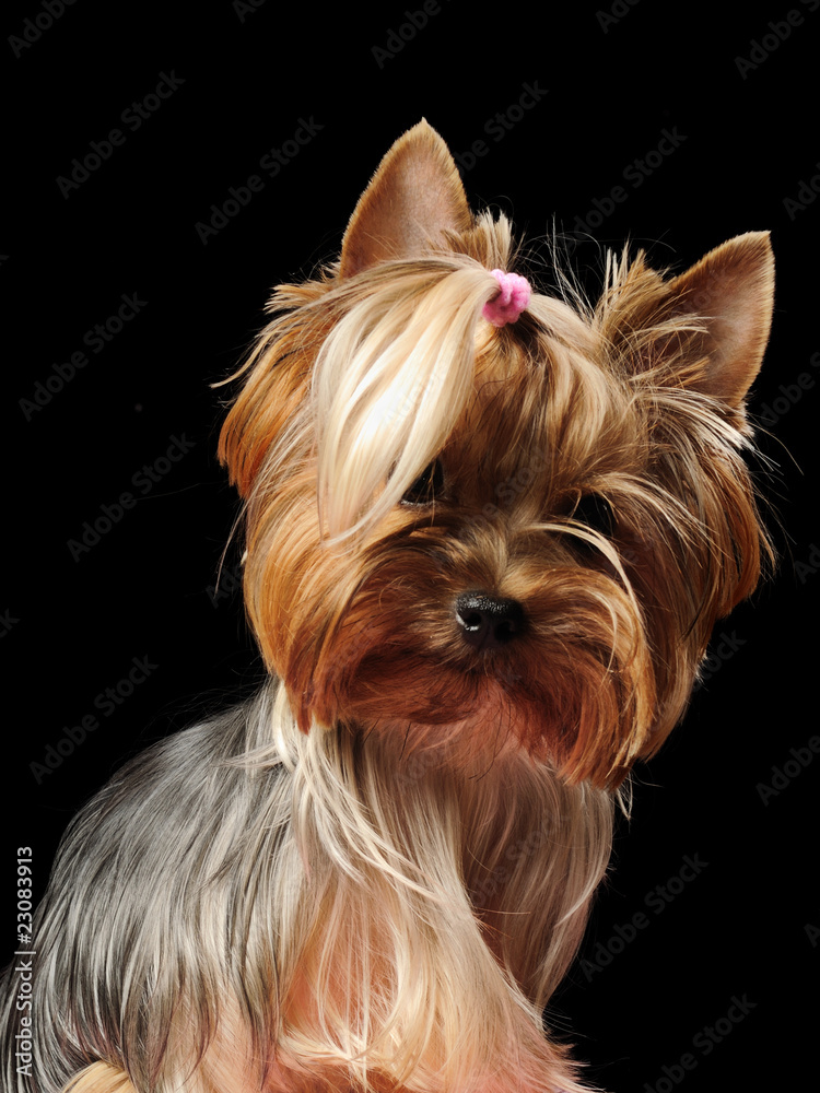 Fototapeta premium Yorky portrait