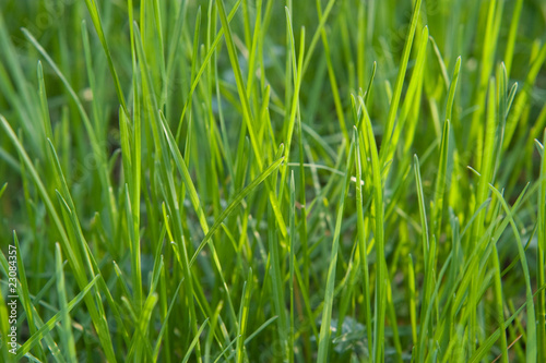 Fresh sprouts of grass