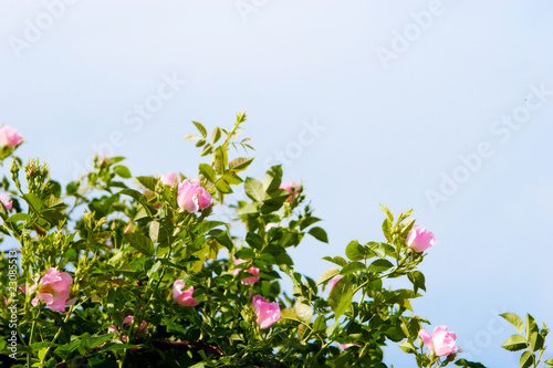 background of dog-roses