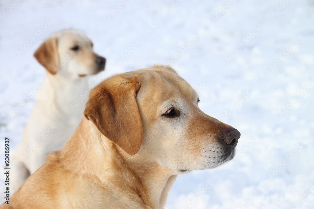 Labrador-Retriever im Schnee