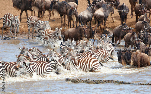Herd of zebras  African Equids  and Blue Wildebeest  Connochaete