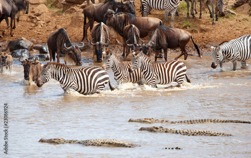 Fototapeta Naklejka Na Ścianę i Meble -  Herd of zebras (African Equids) and Blue Wildebeest (Connochaete