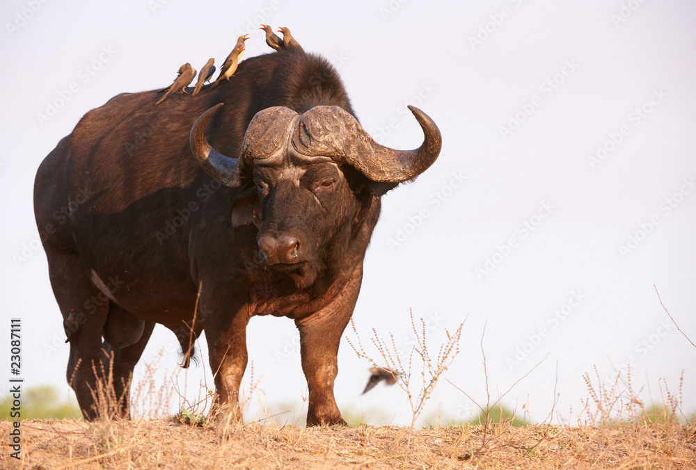 Buffalo (Syncerus caffer) in the wild Buffalo (Syncerus caffer) in the wild
