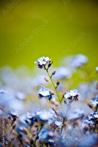 beautiful blue little flowers blooming in the spring