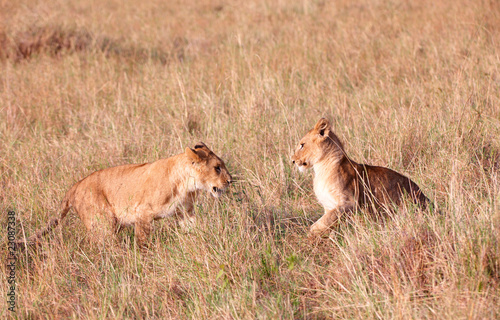 Two Lion cubs (panthera leo) in savannah © Hedrus