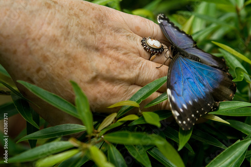 Photography the tropical butterfly